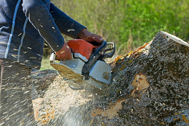 Best Tree Trimming and Pruning  in Southern Gateway, VA